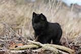 SCHIPPERKE 808